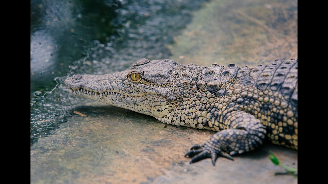 What a Starling force - Video crocodile