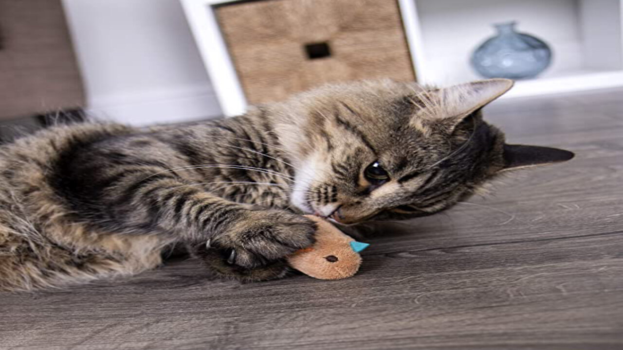 Cat Toy, Soft Plush Chirping Bird