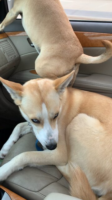 Giving brother a leg up