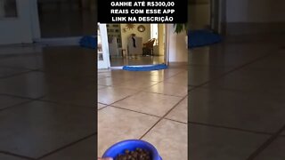 a maneira infalível de chamar seu cachorro