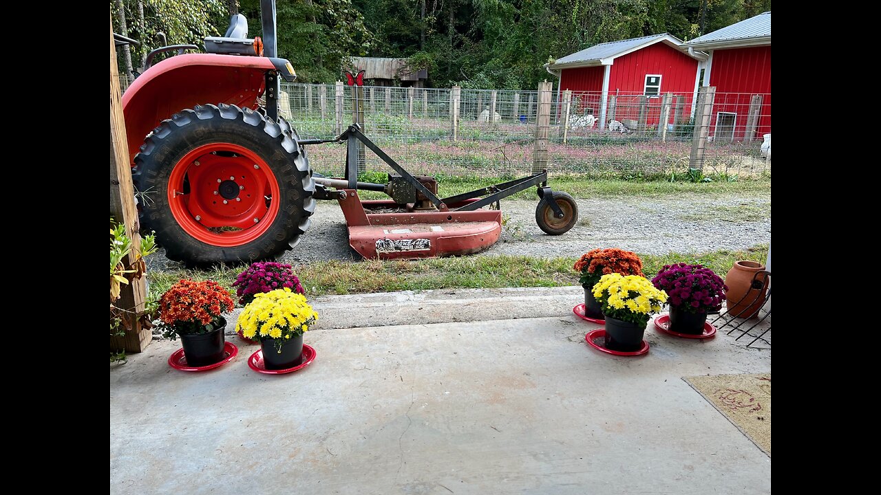 Field Okra, Hen Therapy, End of Season Cosmos', Rosa & Arthur!