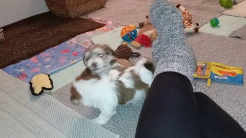 K Litter - Play Time(2)