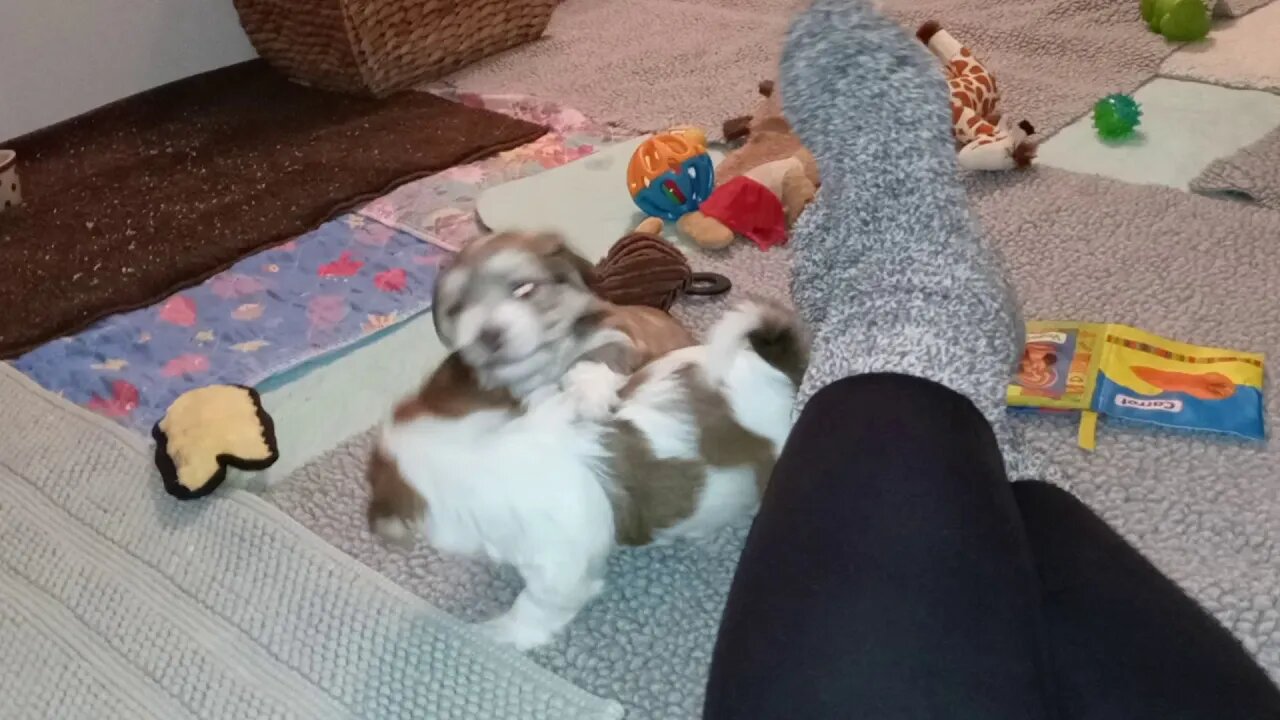 K Litter - Play Time(2)