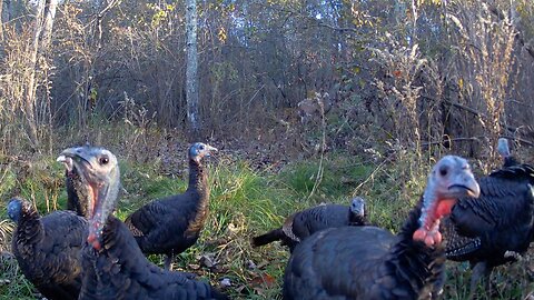 Wild Turkeys