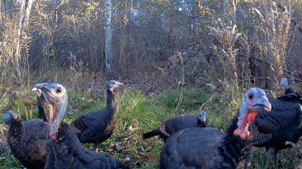 Wild Turkeys