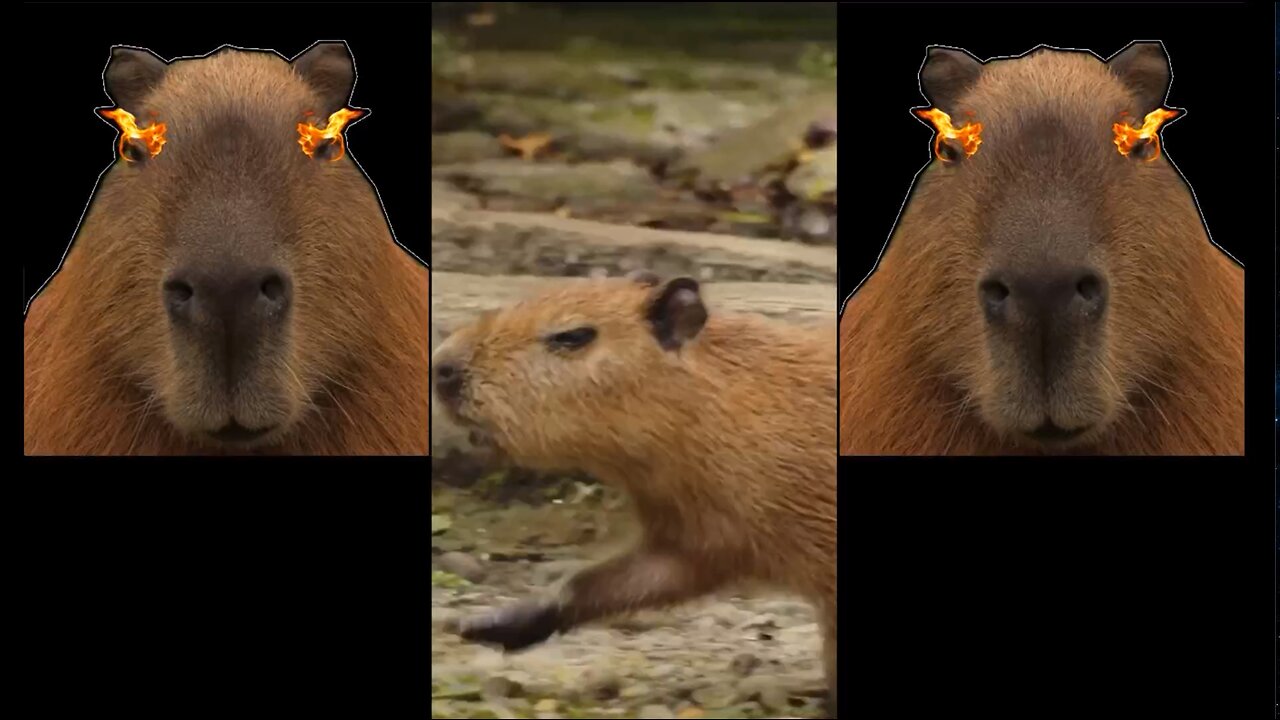 The🐹Capybara🔥Song🎼Extended👀Mix💥😎🍺