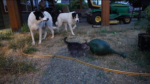 Enki & Enlil Kitten: Feline Explorers Extraordinaire!