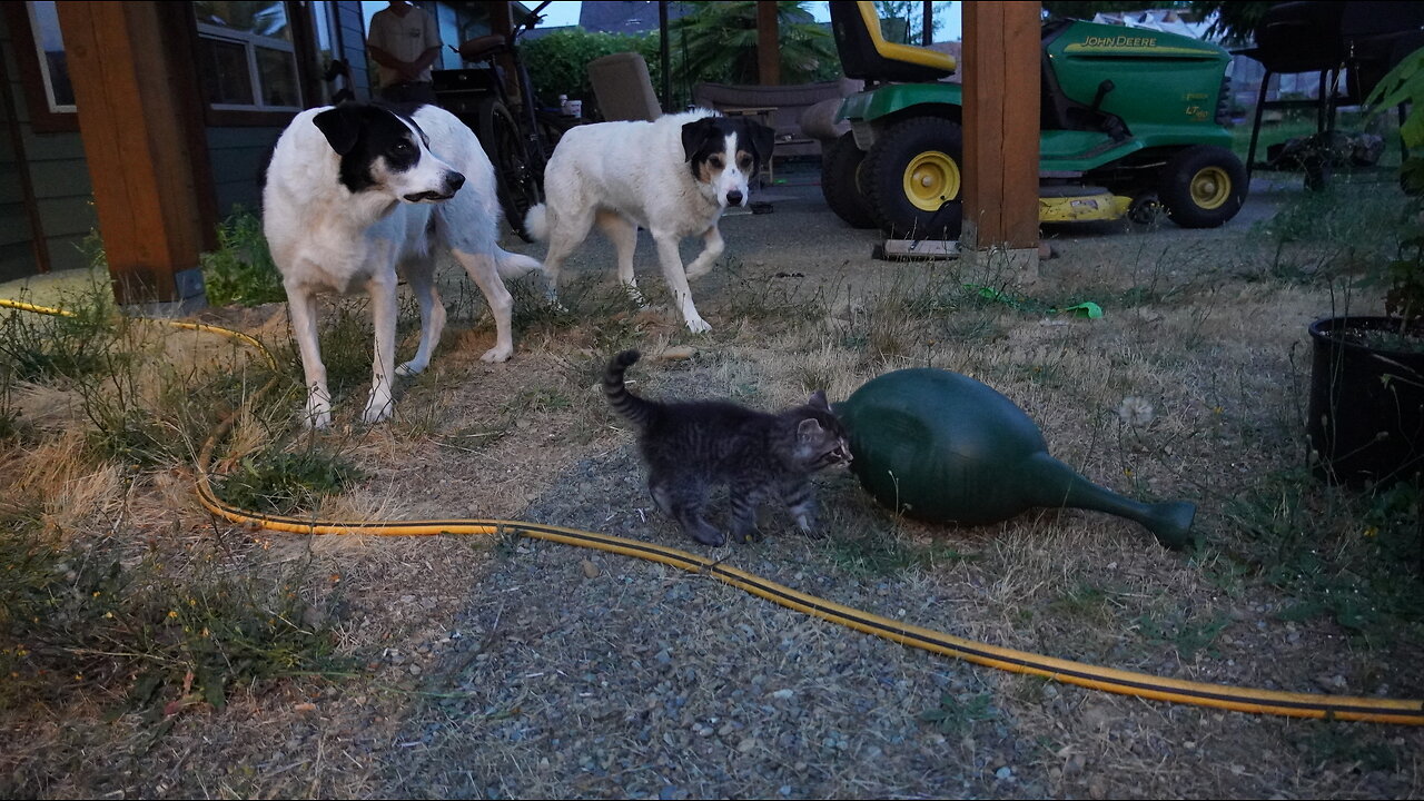 Enki & Enlil Kitten: Feline Explorers Extraordinaire!