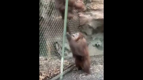 Two Orangutans chillin