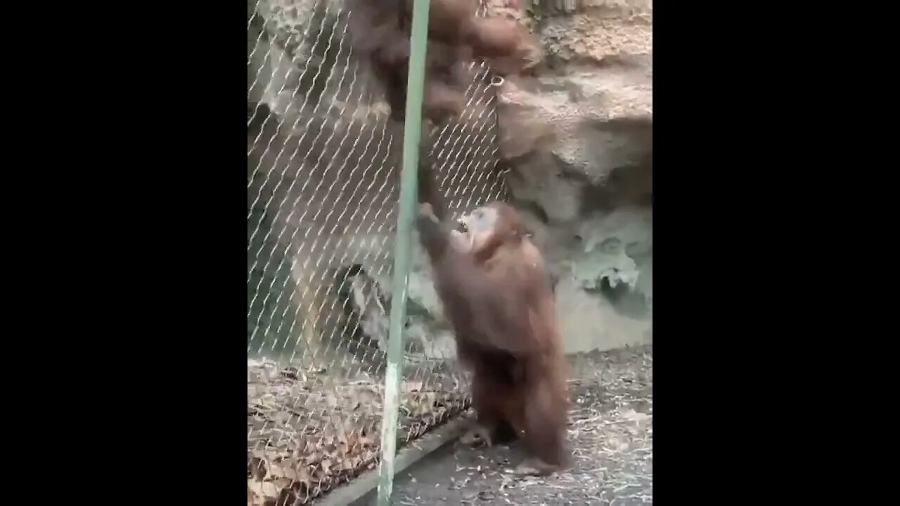 Two Orangutans chillin