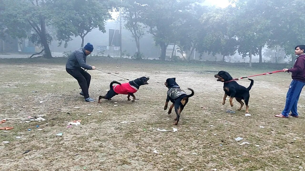 Rottweilers are in the park || Morning Vlog || Mr.Nut & Mr.Bolt #Buddy