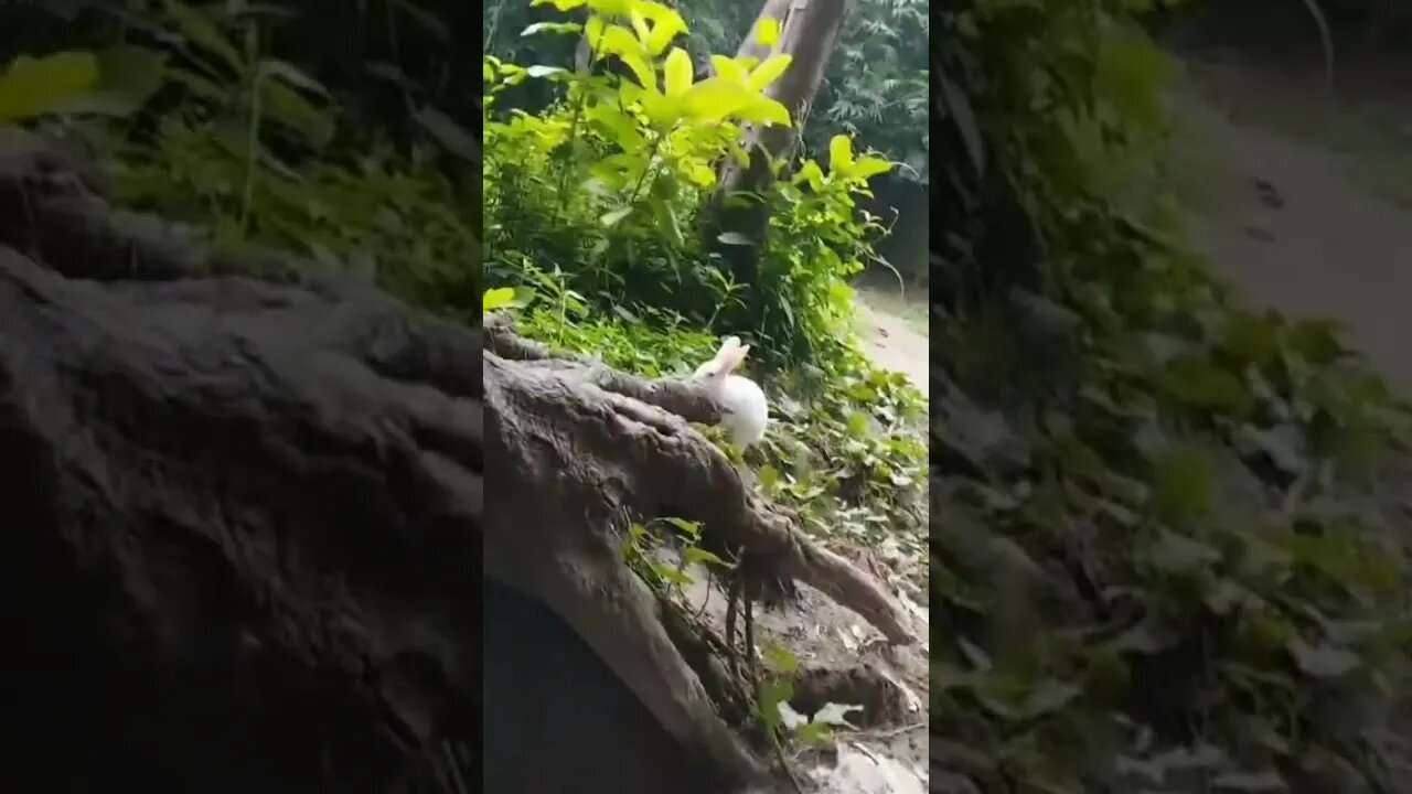 Shot video...nice animal