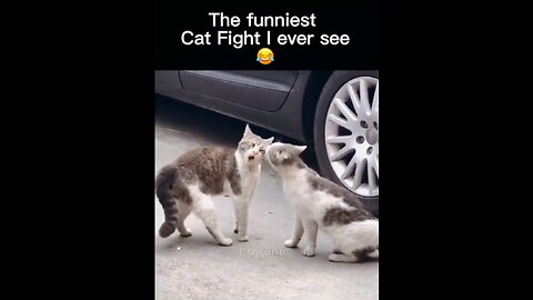 FUNNIEST CATS FIGHTING I EVER SEEN. TIME TO LAUGH.