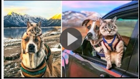 Funniest Dogs And Cats Ever 😹 - Best Funny Animal Videos Of The 2022 😂