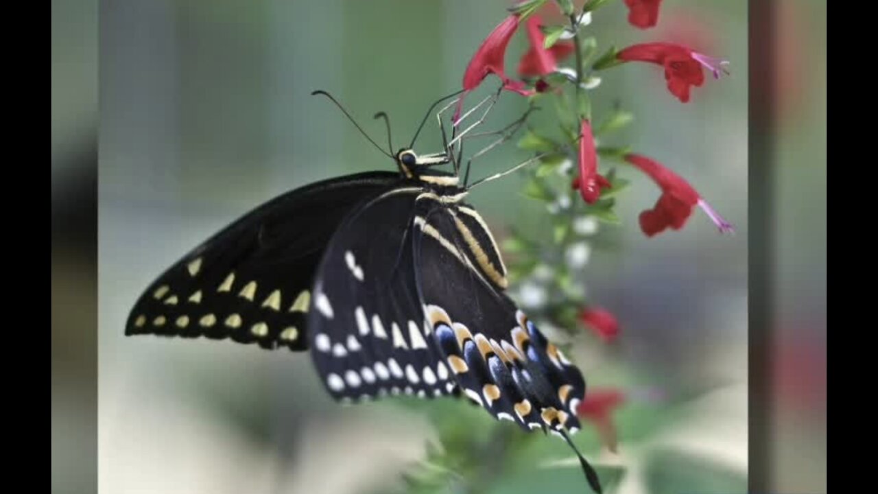 Bill would designate black swallowtail as Michigan's state butterfly