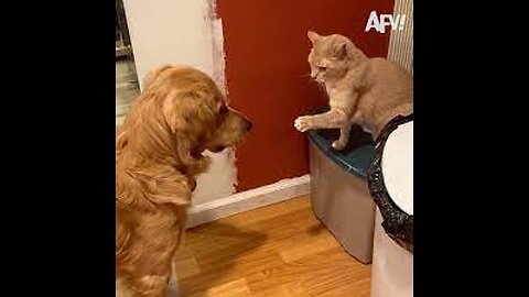 funny animal videos