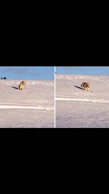 Playful Dog Finds Joy In Solo Adventures