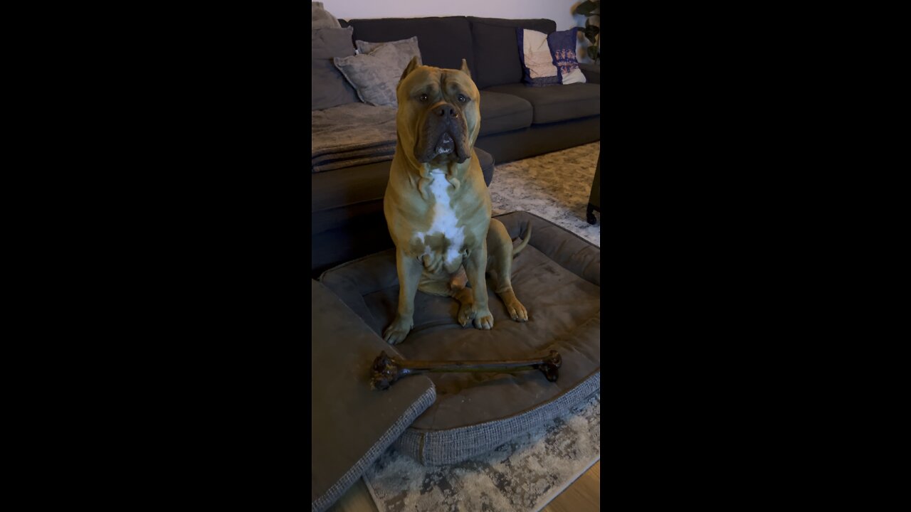 MASSIVE 160lb Pit Bull & his favorite new bone! 🦁🦴😋