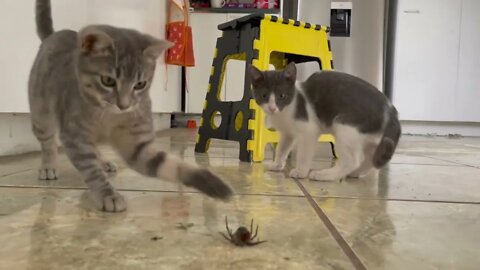 How A BIG Spider killed by two kitty CATS 猫咪和大蜘蛛的恩怨了断