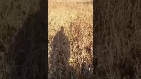 Two Golden Retrievers Pointing a Pheasant #subscribe #shorts #goldenretriever #birddog