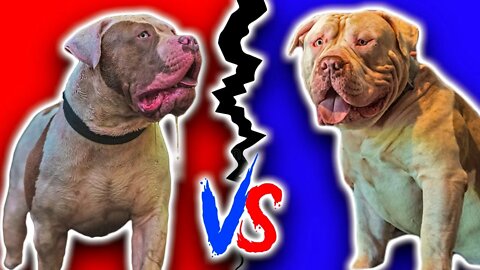 Frank Sinatra "The Uncropped King" VS Kobe "The Great White" Stack Off | Bully's From UK