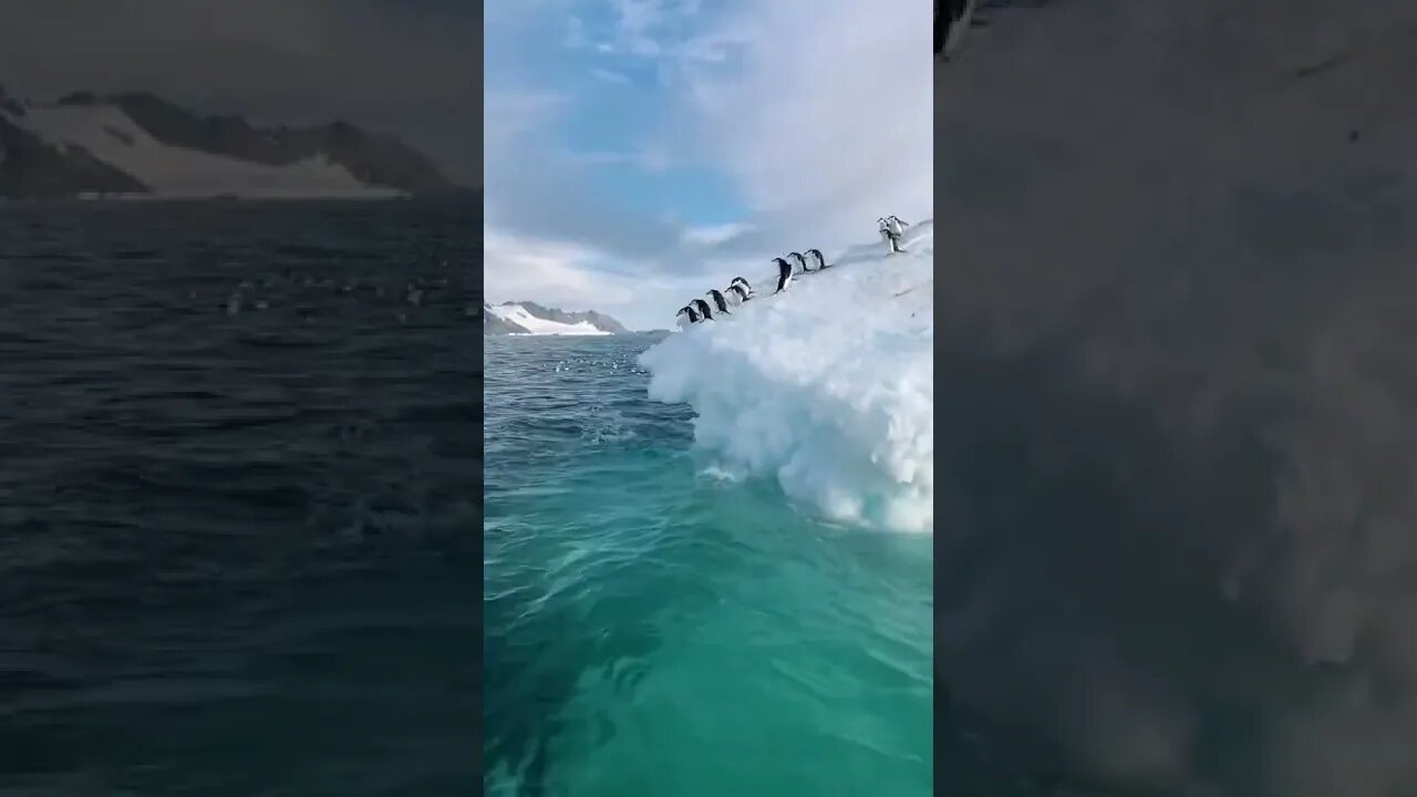 Fav animal!!🐧 #antarctica #ocean #penguin tiktok prebenjens1