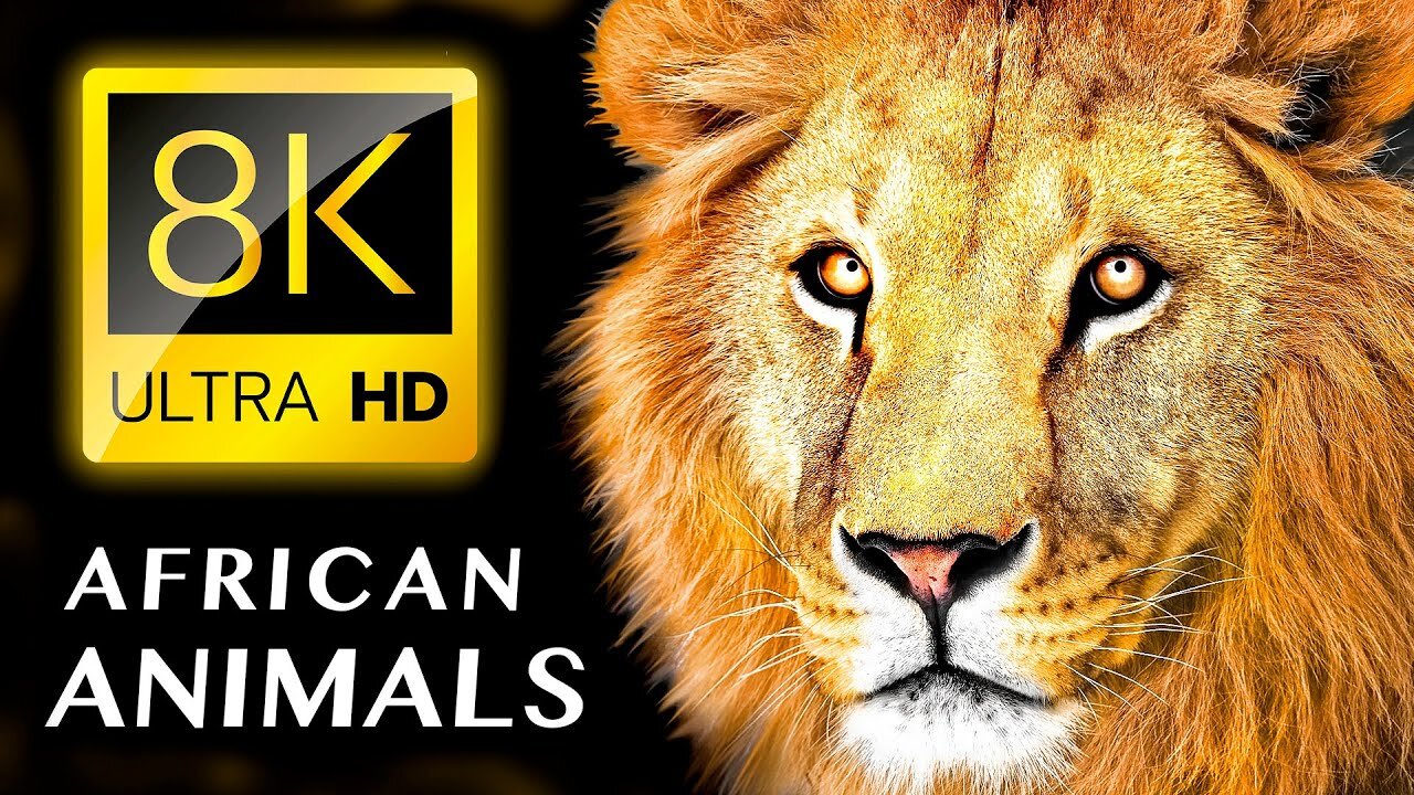 TOP 20 - Most Beautiful AFRICAN ANIMALS 8K VIDEO ULTRA HD