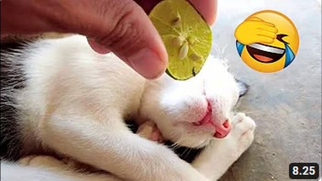 Funny Cats And Dogs Videos, in the list of 2023's funniest animals #09