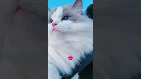 Beautiful cat | cute cat videos | cute animals funny cats #shorts #beutifulcate #cutecat #funnycat