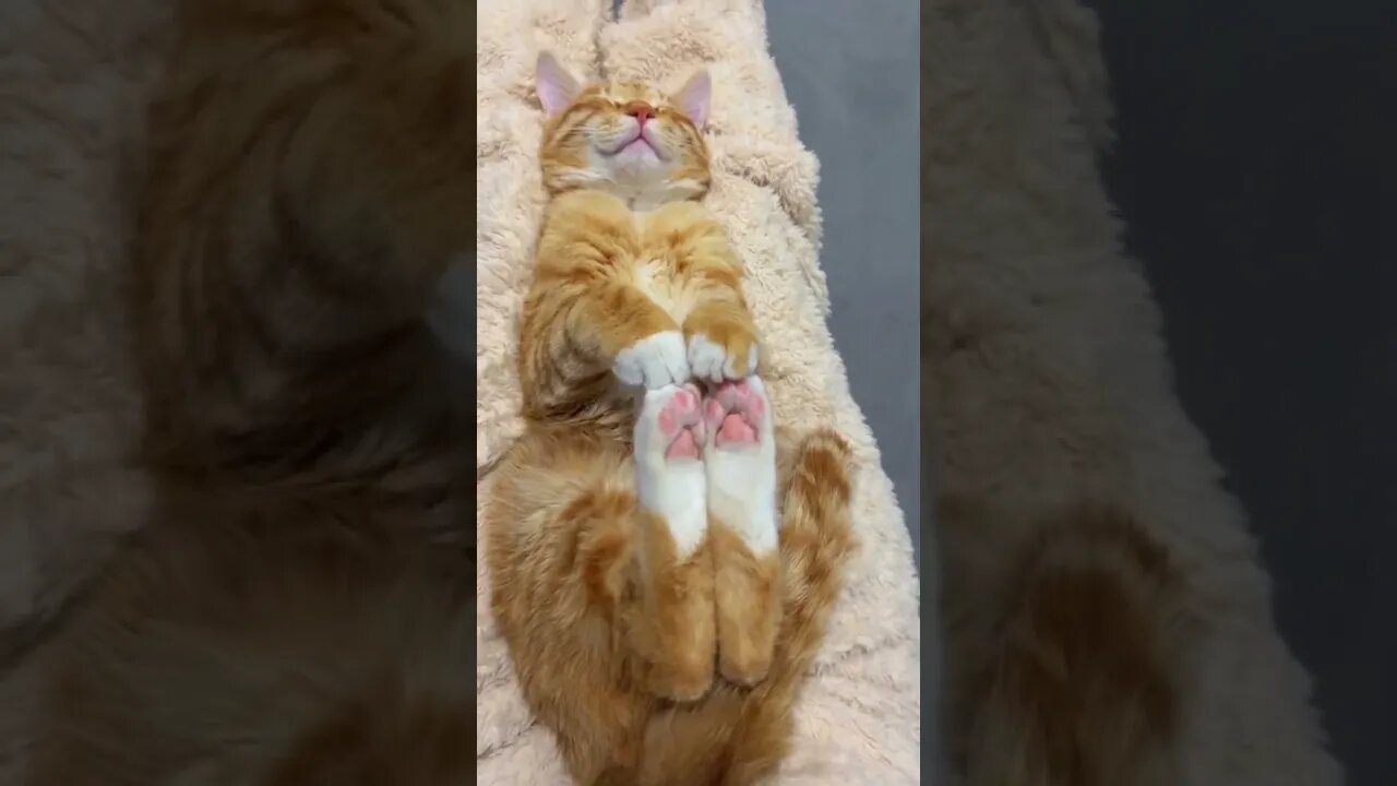 Cute Cat