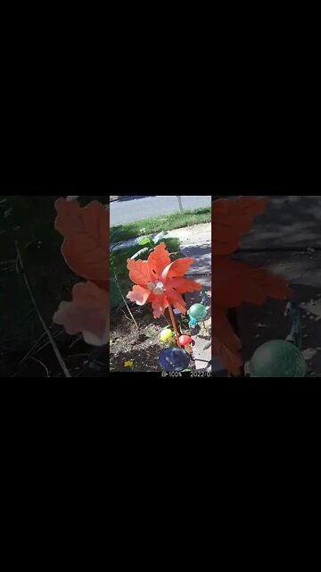 Spinning Squirrel Pinwheel #Shorts 🍁