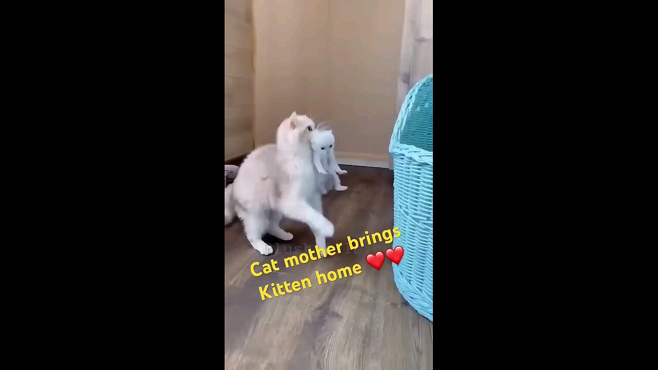 cat_ mom_Brings_kitten_home_🫡🫡🤭