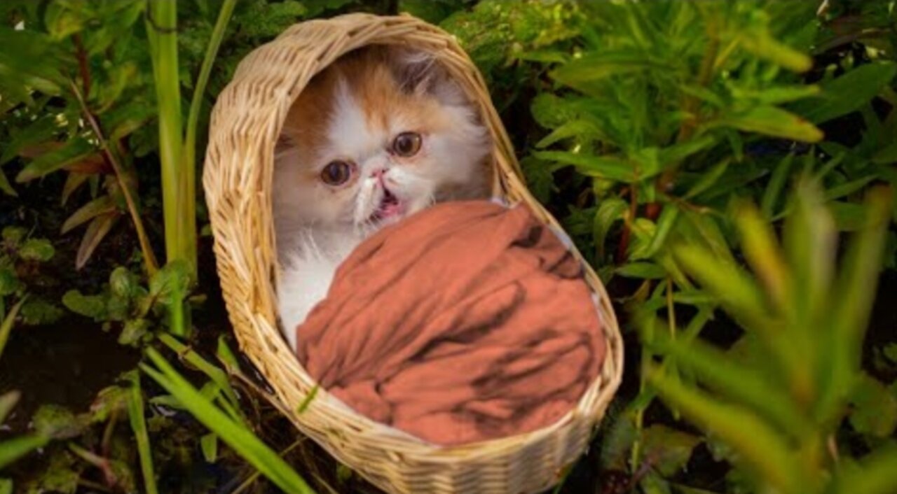 The Cat Raised by a Mouse