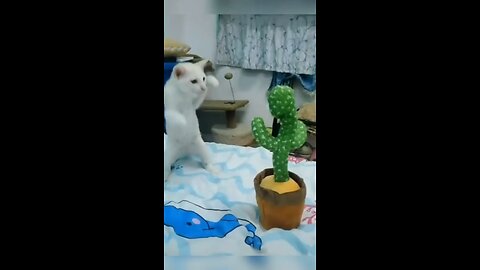 Funny cat and Dancing Cactus #funny #cat