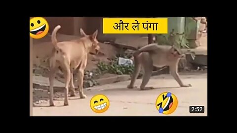 Animals funny video no1