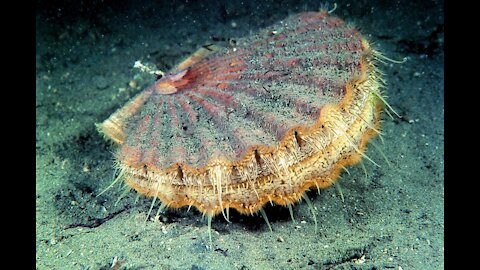 Exploring Antarctic Deepsea Life