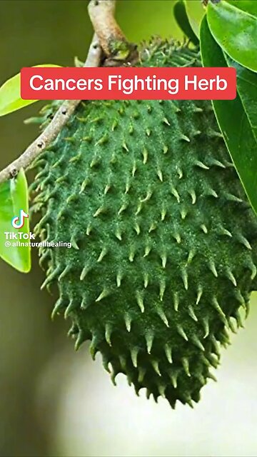 Herbs that help fight Cancer, AIDS, Herpes & More