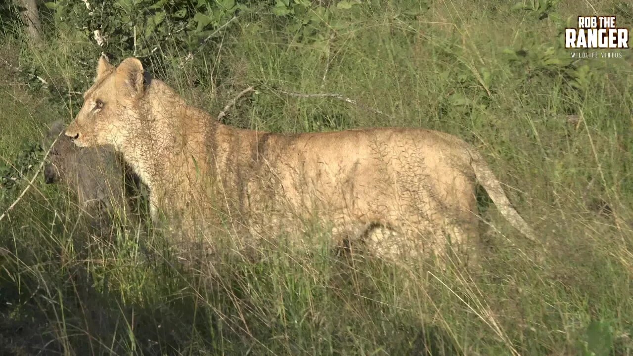 Daughters Of The Mapogo Lions - Rebuilding The Othawa Pride - 162: Growling And Feeding