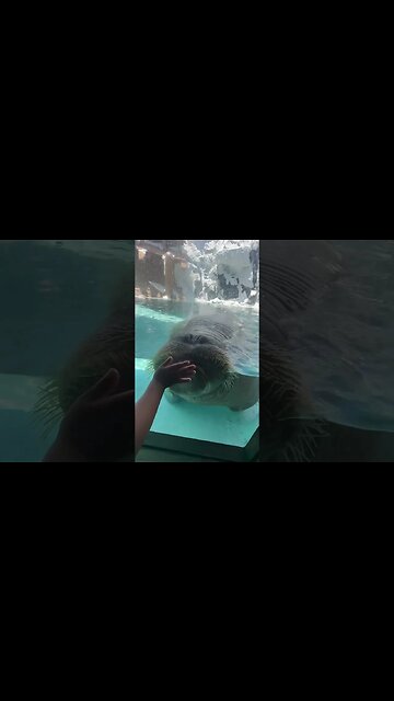 This was the coolest walrus ever 💯