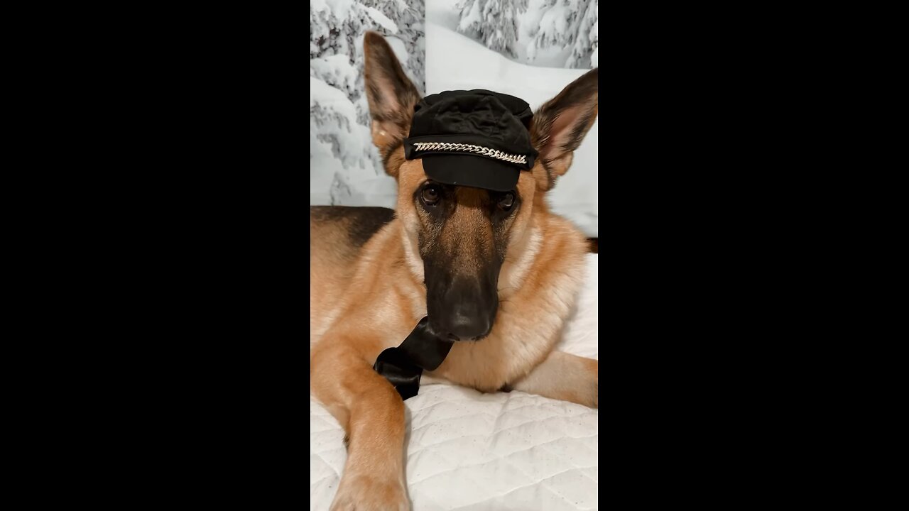 German Shepherd funny jokes