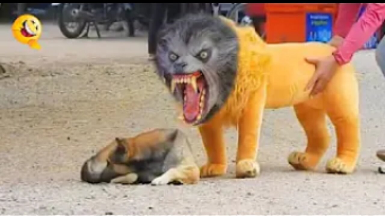 Troll prank dog funny and fake lion and fake tiger Prank to dog and huge box prank to dog