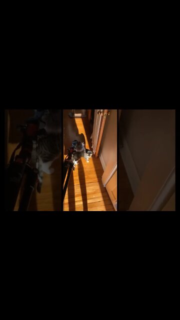 Spooking my cat with a dead cat mic attachment