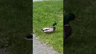 Up close with a cute Duck