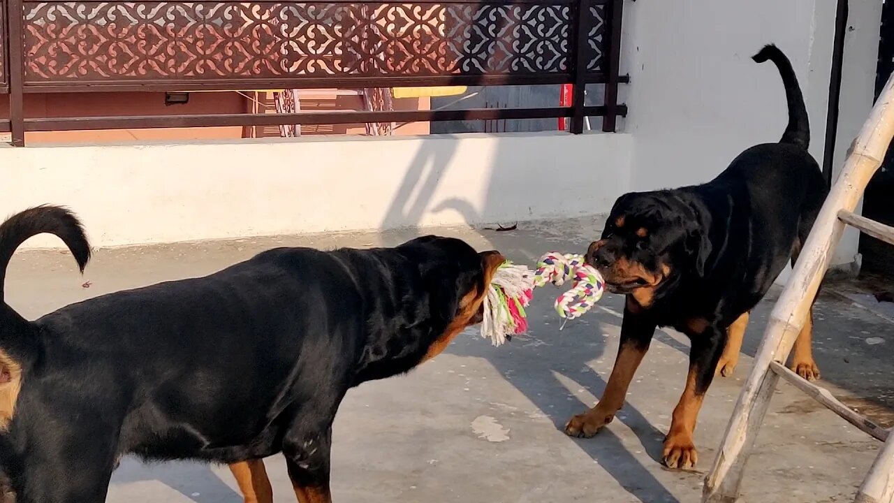 Who says 2 adult Rottweiler cannot live together ? || Mr.Bolt & Mr.Nut