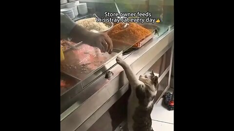 Funniest cats🐱In The World😂 Funny and Fails Pets Video #shorts #54 #cats #funny #animals