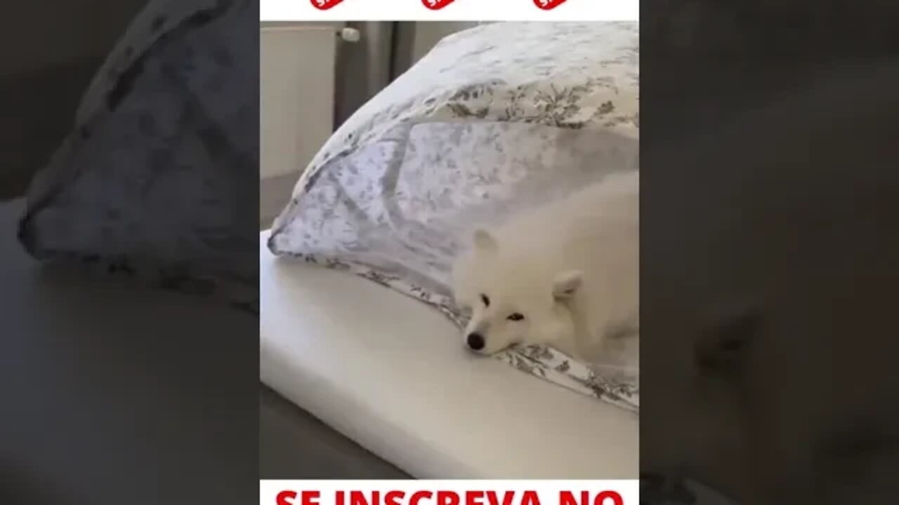 Cachorrinho na Cama #shorts