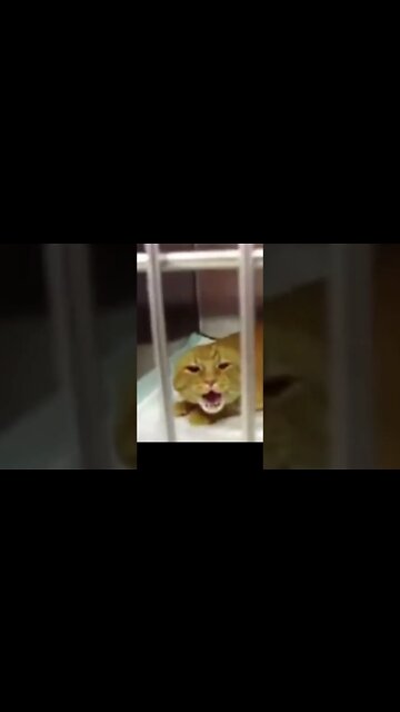 Efeito Colateral do "Fique em Casa" - Vai Vendo #shorts