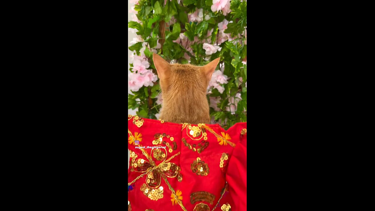 Gulabi sari #funny #cute #viral #fun #funnyanimals #youtubeshort #funnyvideo #cuteanimals