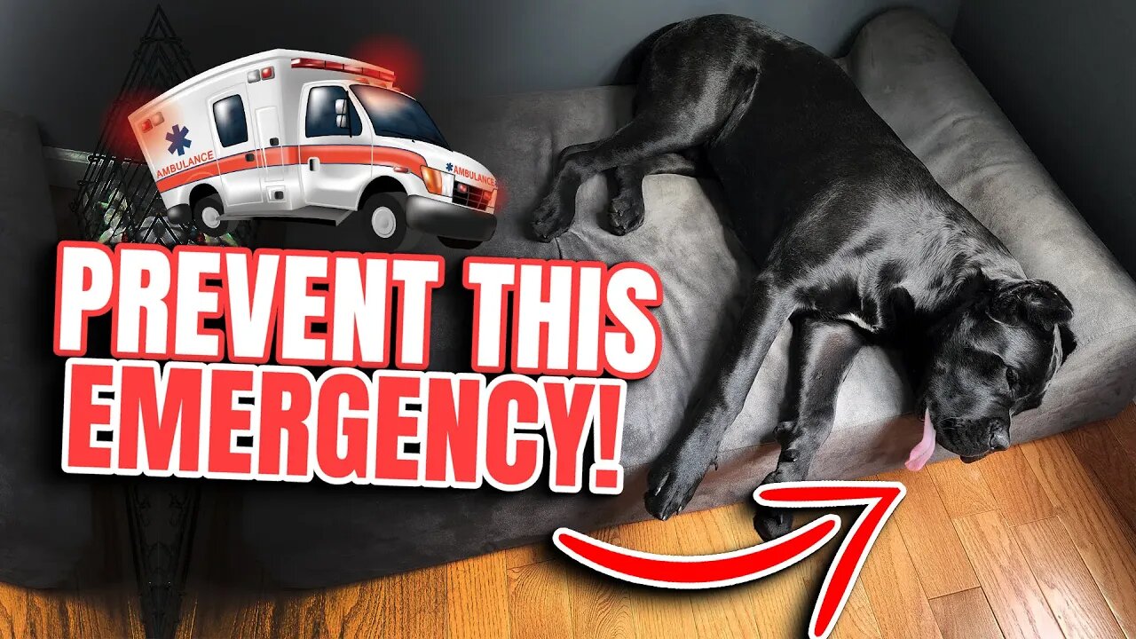 PREVENT this EMERGENCY In Your Cane Corso #heatwave