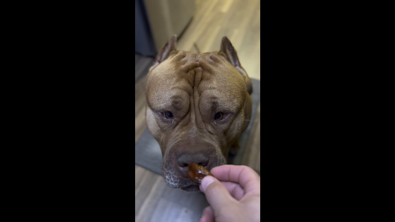 GIANT Pit Bull tries โdatesโ for the first time! ๐ฆ๐